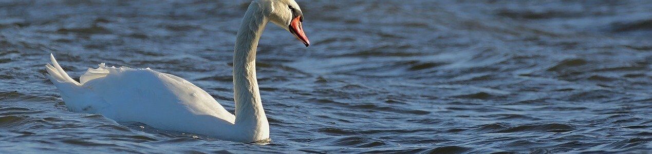 swan-mute-swan-baltic-sea-8548789